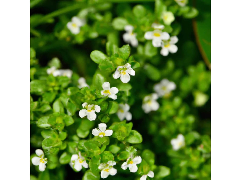 Bacopa Monnieri - Gyakori kérdések és válaszok